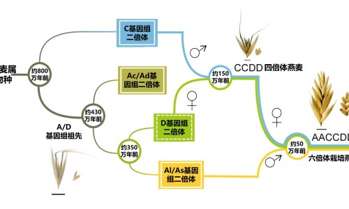 枸杞子红枣泡水喝功效-枸杞子下火的功效网 - 网站提供枸杞子功效和主治小常识、枸杞子的功效与作用泡水喝的功效